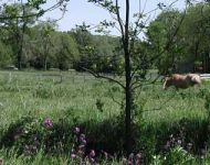 horse field
