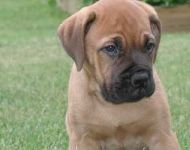puppy