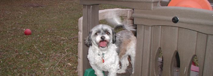 pampered pooch boarding