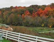 horse field fall2