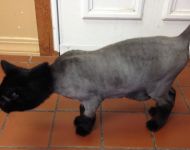 cat
