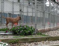 kennel