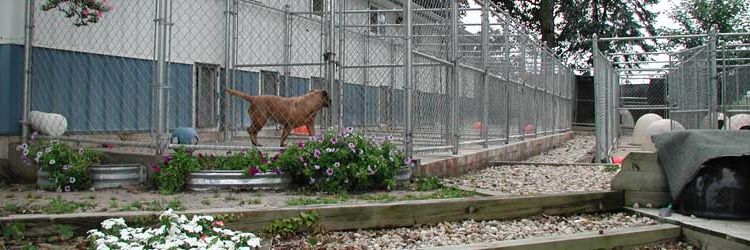 kennel