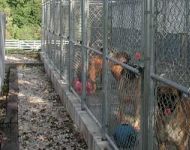 kennel2